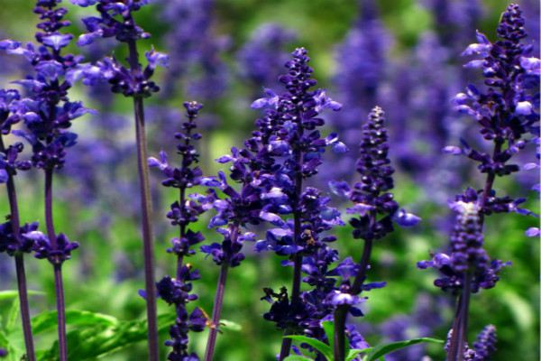 薰衣草的修剪方法(薰衣草修剪方法如下)