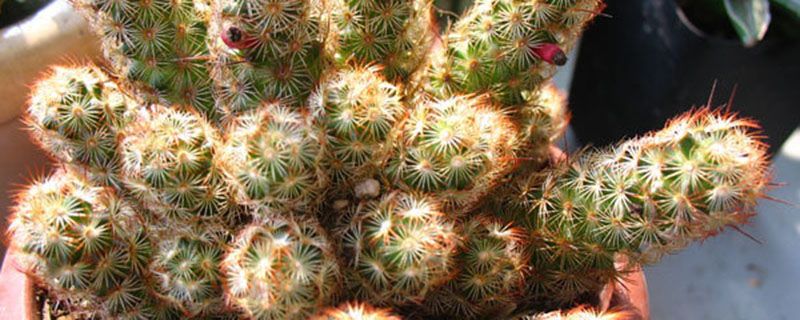 金手指怎么养(仙人掌金手指怎么养)