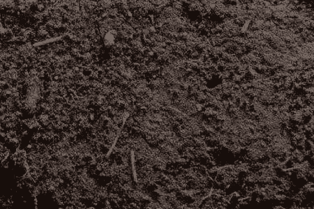 一点红植物怎么养