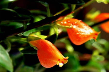 金鱼花的养殖方法及注意事项?