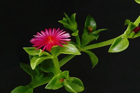 牡丹吊兰秋天养护 百度网盘