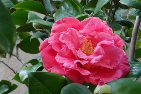 茶花开的花朵打蔫蔫了是什么原因