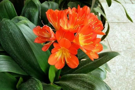 君子兰叶子长偏了怎么矫正