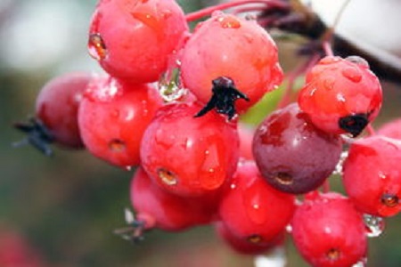 海棠果种植方法和注意事项