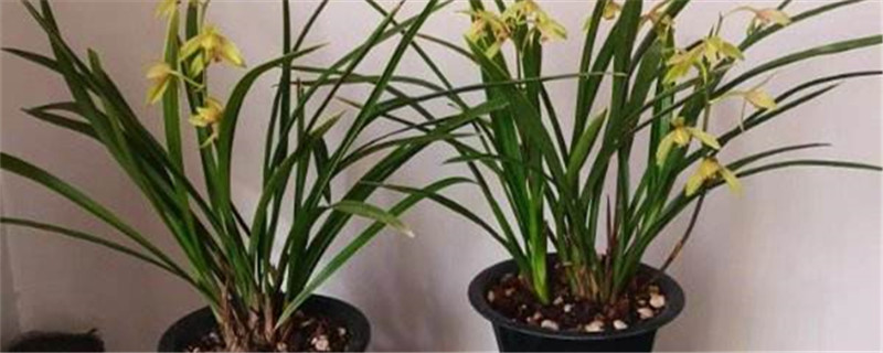硬植料种植兰花原理(兰花硬植料经典配方)
