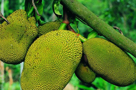 菠萝蜜怎么养熟