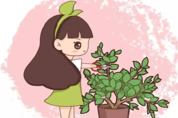 现在不修剪你的花还想活过夏天做梦！(现在能不能修剪)