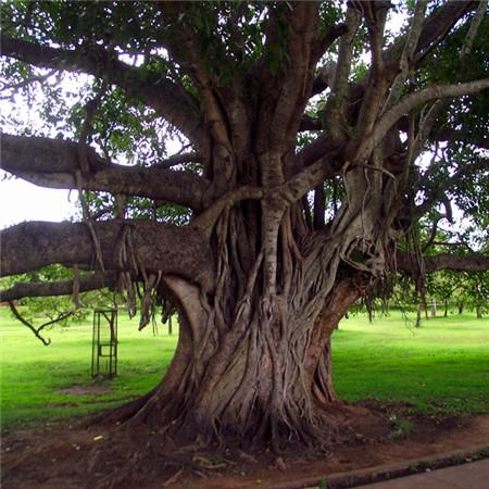 榕树气根生出后怎样才能更粗壮