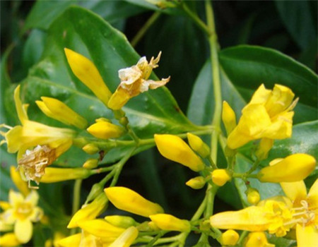 断肠草对人体有什么危害