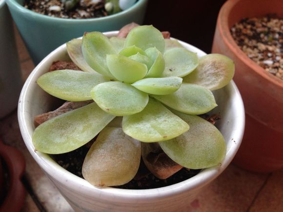 多肉植物化水怎么处理