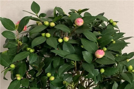 茶花开的花朵打蔫蔫了是什么原因