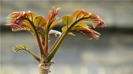 香椿树繁殖(四种方法)