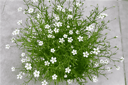 纯白色满天星花语