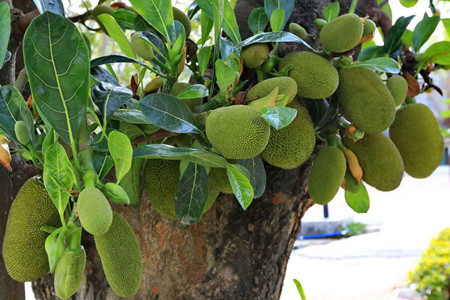 菠萝蜜怎么养熟