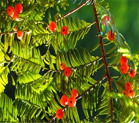 红豆杉怎么施肥红豆杉怎么养红豆杉