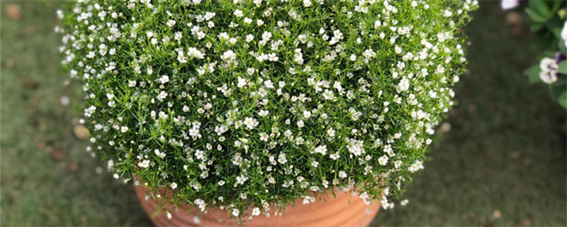 白色满天星花语绿色满天星花语(纯白色满天星花语)