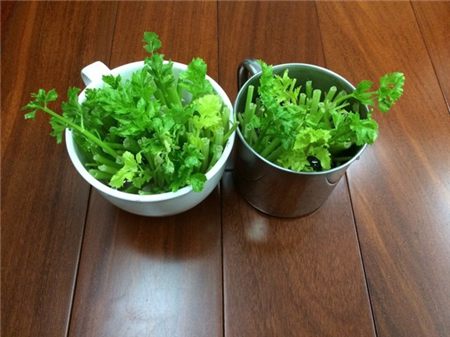 阳台种芹菜为什么不爱长