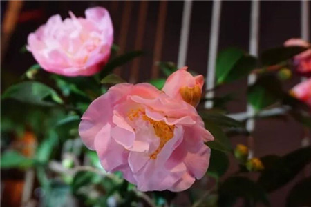 茶花开的花朵打蔫蔫了是什么原因