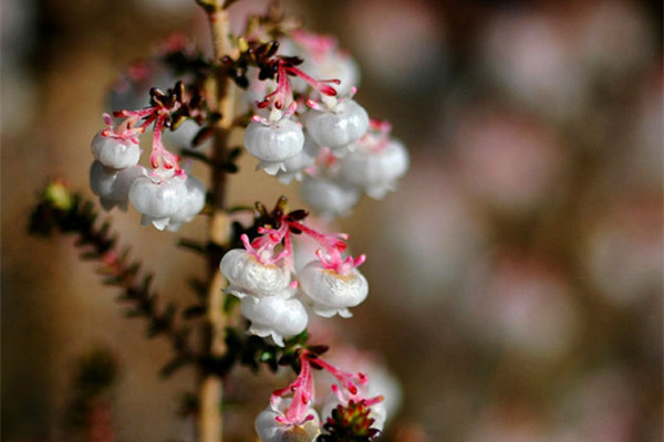 欧石楠的功效和作用(欧石楠的功效和作用是什么)