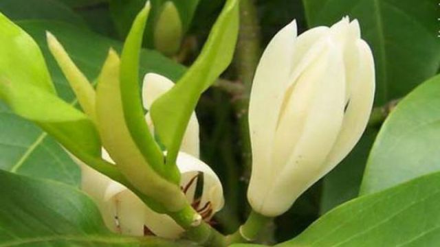 白兰花怎么过冬(兰花能过冬吗)