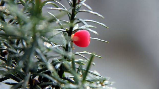 红豆杉怎么施肥(红豆杉怎么施肥红豆杉怎么养红豆杉)