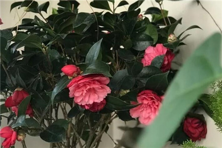 茶花开的花朵打蔫蔫了是什么原因