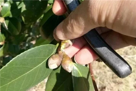 茶花开的花朵打蔫蔫了是什么原因