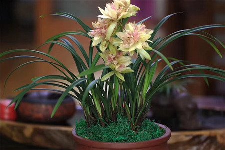 兰花硬植料经典配方