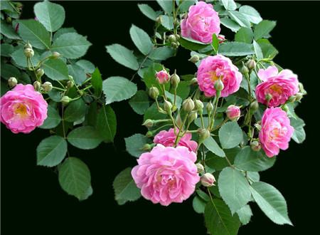 蔷薇花的功效和作用禁忌