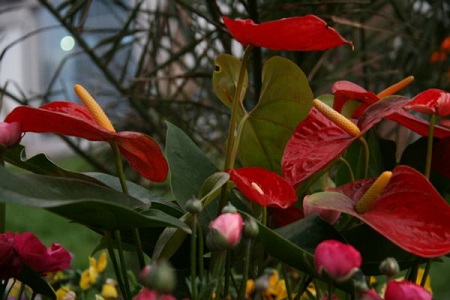 红掌怎么养长得快一盆给多少骨粉