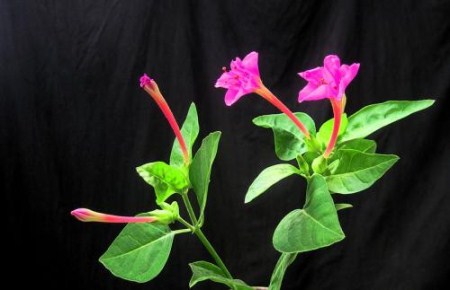 紫茉莉怎么美白效果好