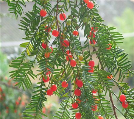 红豆杉怎么施肥红豆杉怎么养红豆杉