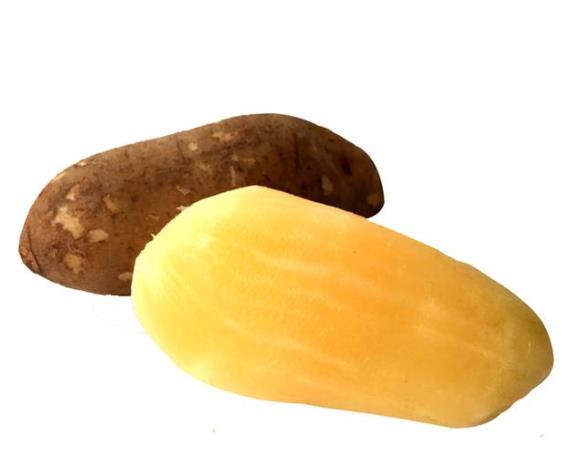 雪莲果为什么会有一股药味