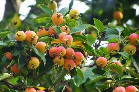 海棠果种植方法和注意事项