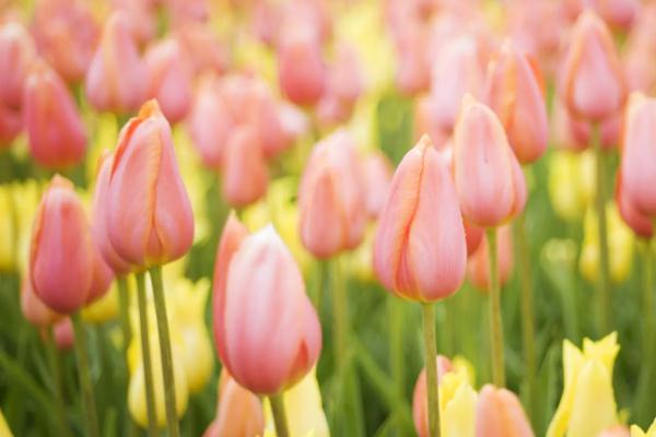 郁金香的花语是什么郁金香适合送给什么人(郁金香花语及象征意义)