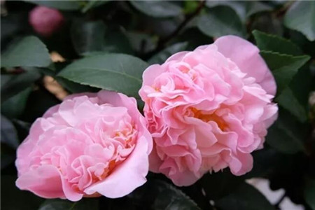 茶花开的花朵打蔫蔫了是什么原因