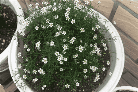 纯白色满天星花语