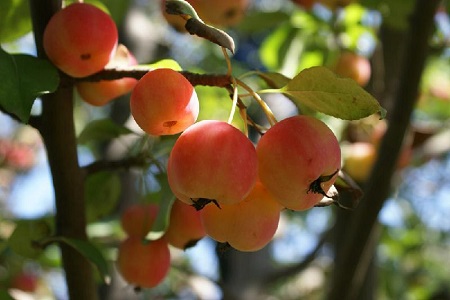 海棠果种植方法和注意事项