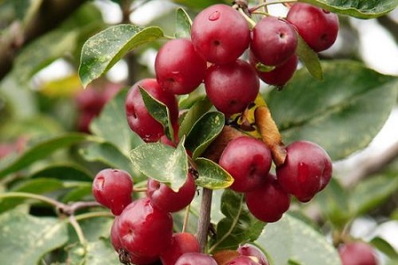 海棠果种植方法和注意事项