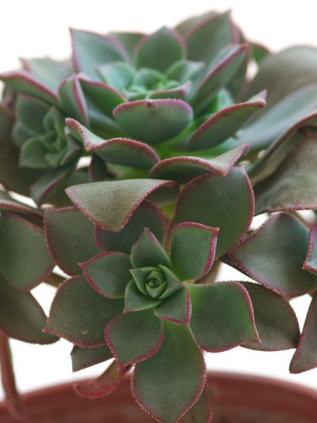 冰绒掌怎么养才能开花