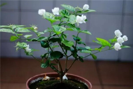 现在能不能修剪