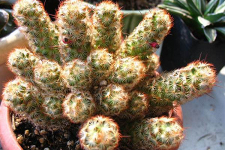 仙人掌金手指怎么养