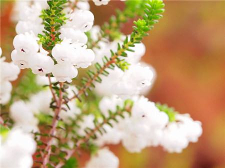 欧石楠的功效和作用是什么