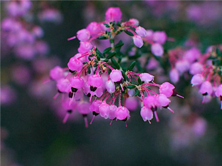 欧石楠的功效和作用是什么