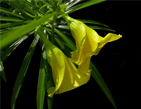 断肠草对人体有什么危害