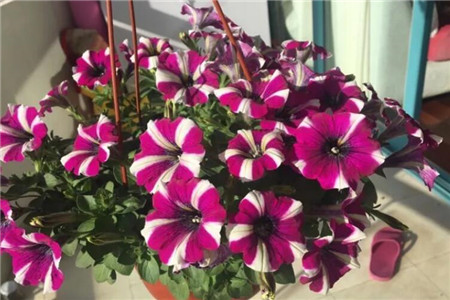 现在能不能修剪