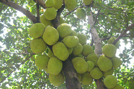 菠萝蜜怎么养熟