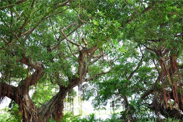榕树气根怎么培养(榕树气根生出后怎样才能更粗壮)
