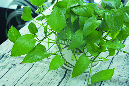 绿萝烂叶怎么办?