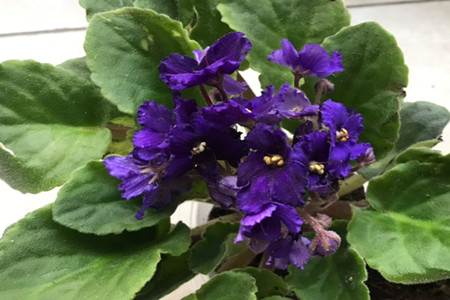 紫罗兰的价格紫罗兰花图片(紫罗兰花的价格是多少)